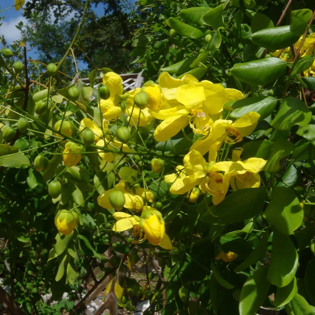 Native Plant Sale