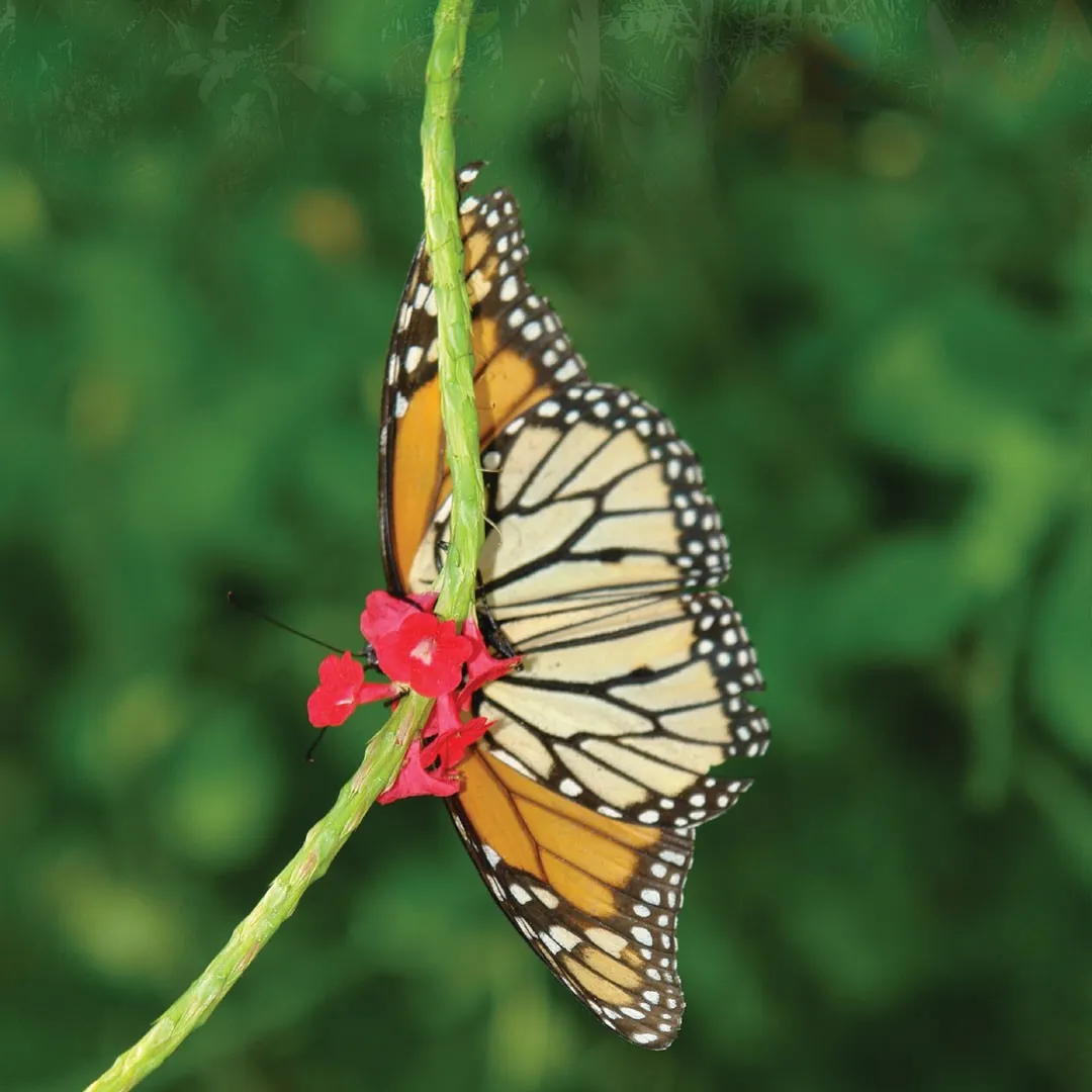 Lower Keys Fall Migration Mania Birding & Wildlife Adventure