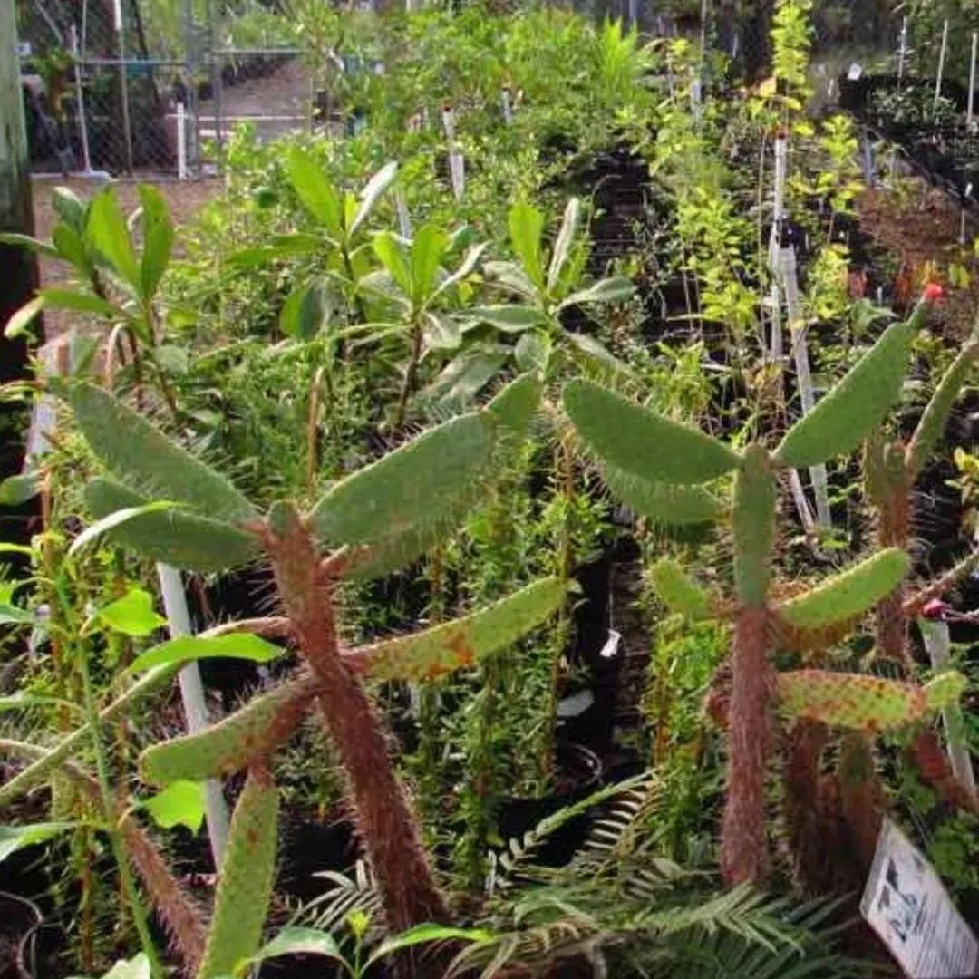 Native Plant Sale