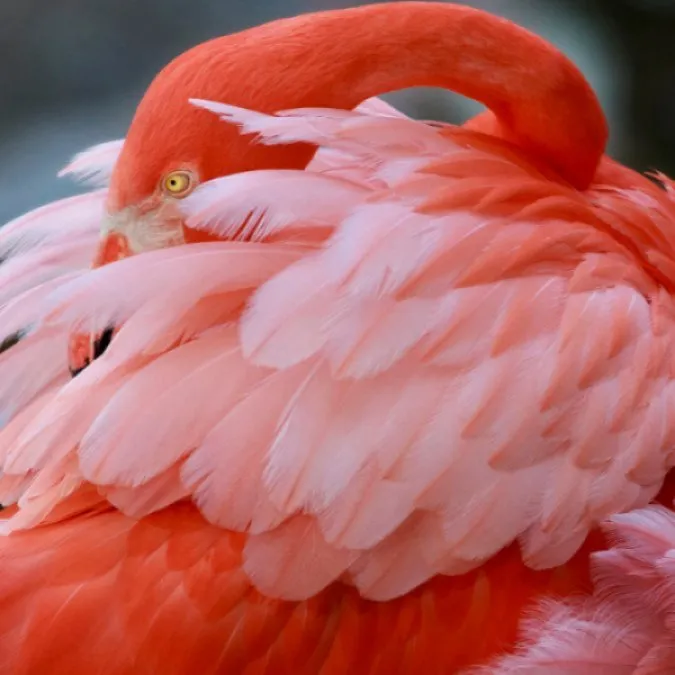 Flamingo Gardens: One of the Oldest Botanical Gardens in Florida