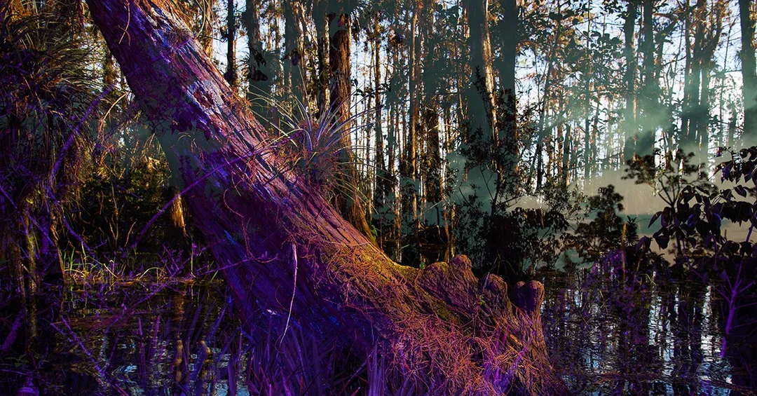 New installation brings the Everglades to Miami Art Week at AIRIE Art + Environment Summit