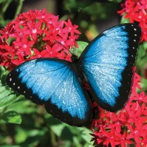 Butterfly World